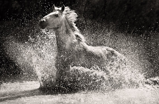 LE-2798-BW:  Camargue Horse in water, France